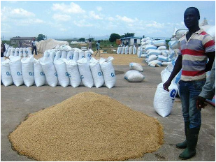 Rainwater has partially soaked this pile of drying rice. Lacking access to grain dryers, Ghanaian smallholders typically dry the unhusked rice naturally, but in the absence of good storage facilities to protect it from driving rain, the crop is often damaged by moisture after the harvest.