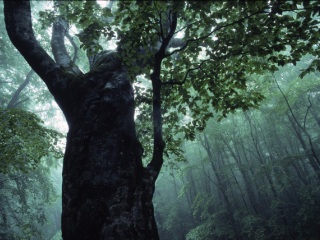 Towada_forest