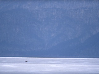 Towada_lake