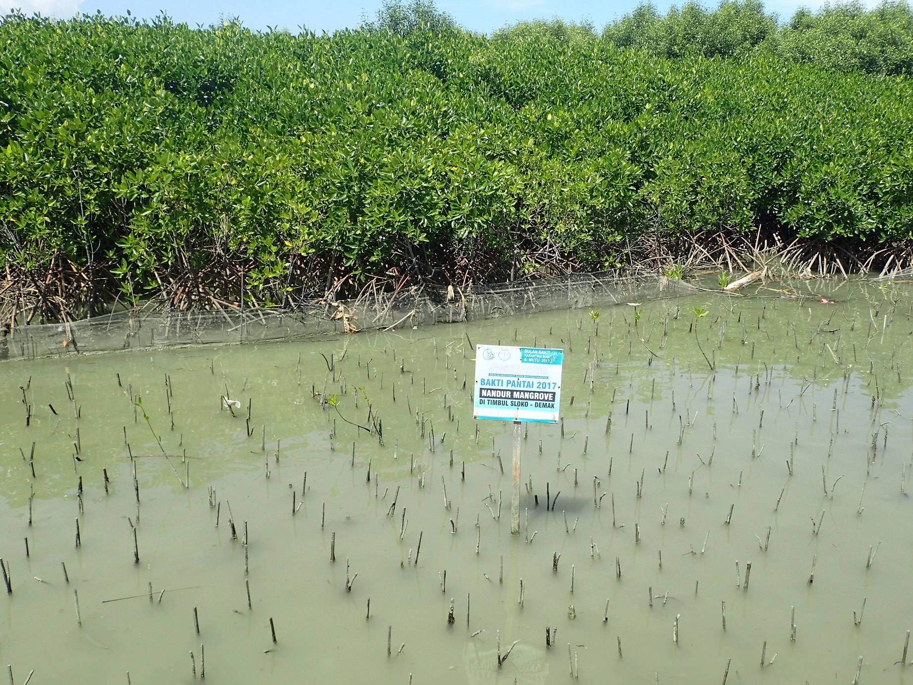 Ensuring the Sustainability of Blue Carbon Ecosystems