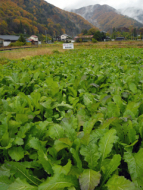 The Red Turnips of Kiso