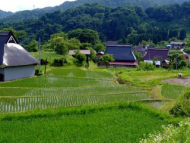 The Pros and Cons of Japan's Rice Acreage-Reduction Policy 