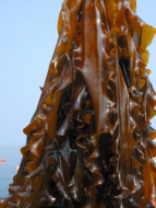 Konbu (Kelp)