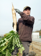 Japanese Radish 