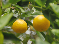 The Yuko, a Native Japanese Citrus