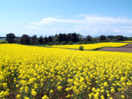 Rapeseed Oil