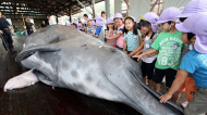 Hard Truths About Commercial Whaling in Japan