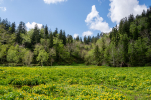 Slowing Water Flows to Build a More Nature-Positive Future